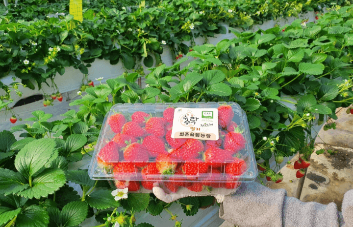 4월 축제 하는곳