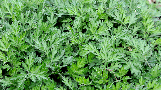 봄제철음식 우리몸을 지켜줄 BEST4