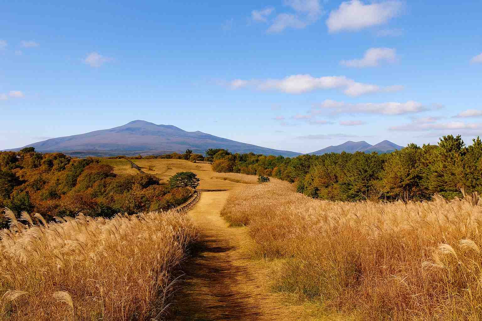 제주 산굼부리 가을 여행 억새밭과 단풍 절정 맛집 정보