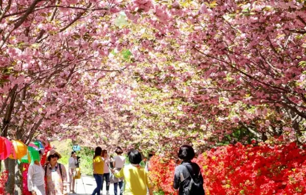 충남 봄나들이 가볼만한 곳