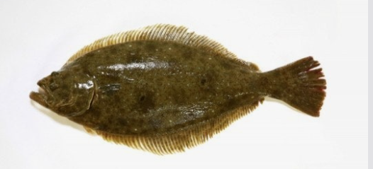 광어의 생태와 특징, 영양학적 가치와 효능 관련 사진