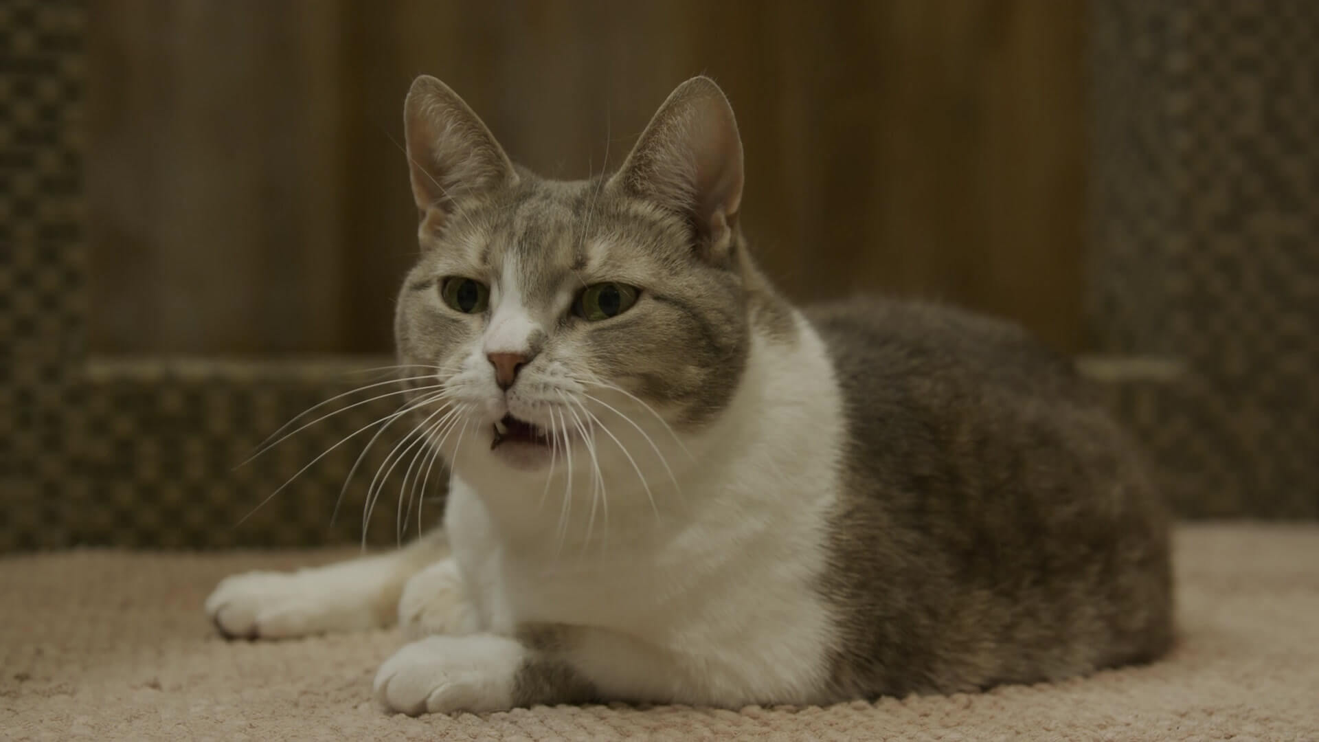 고양이가 입을 살짝 벌려서 치아를 보여주고 있다