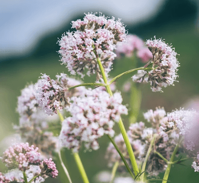 수면영양제 고르는 법 - 발레리안 꽃