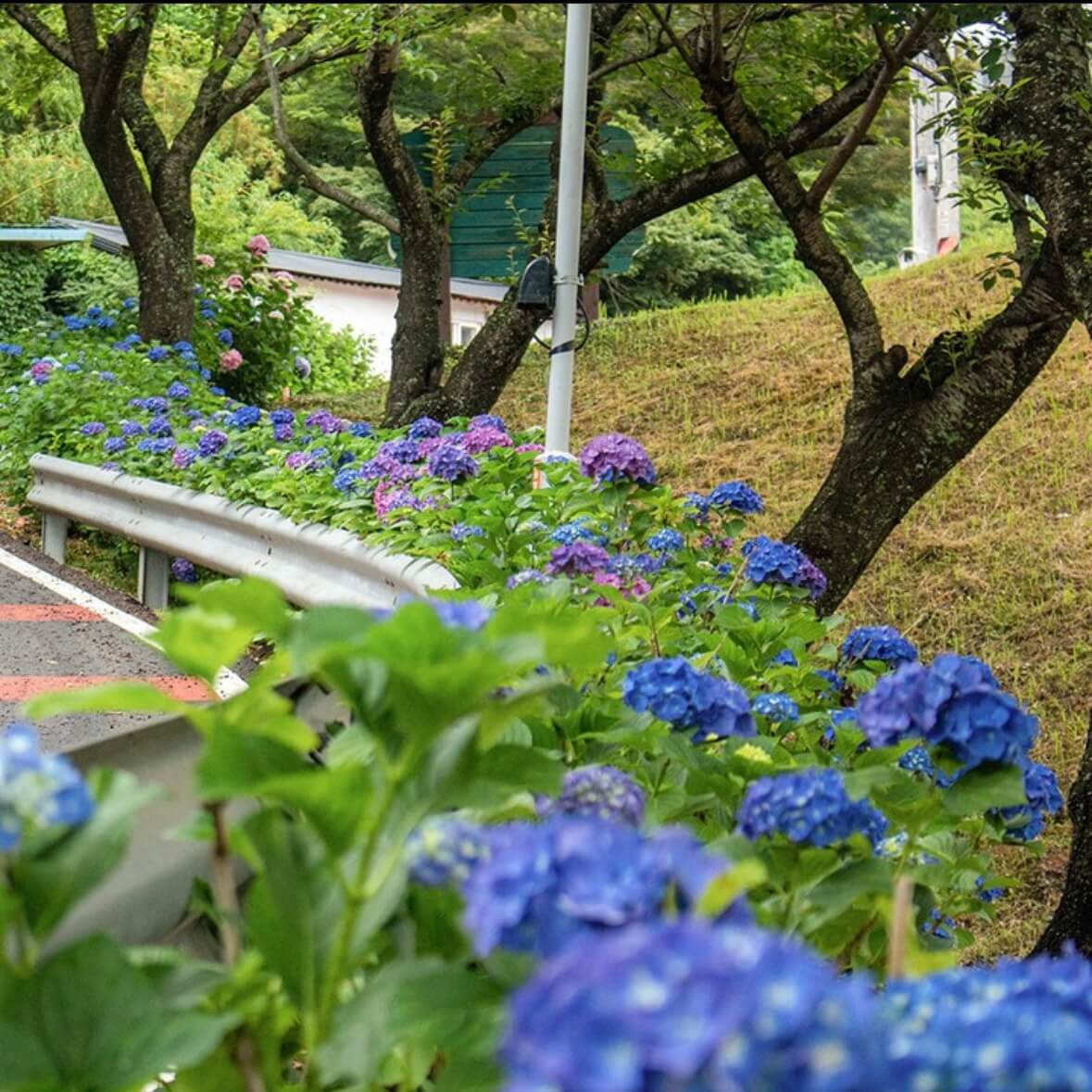 강진수국길축제