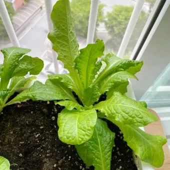 텃밭 상추 키우는 법 파종 간격 수확 연속수확 요령_14