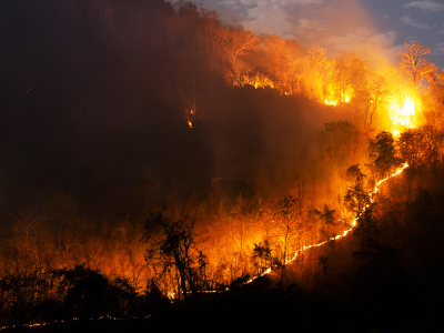 2025 산불 피해 보상 신청 방법