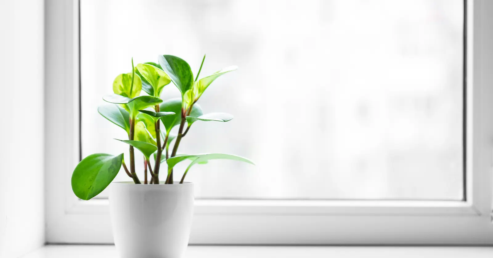 사진으로 식물이름찾기