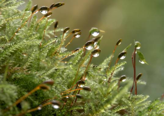 러브버그 출몰 시기