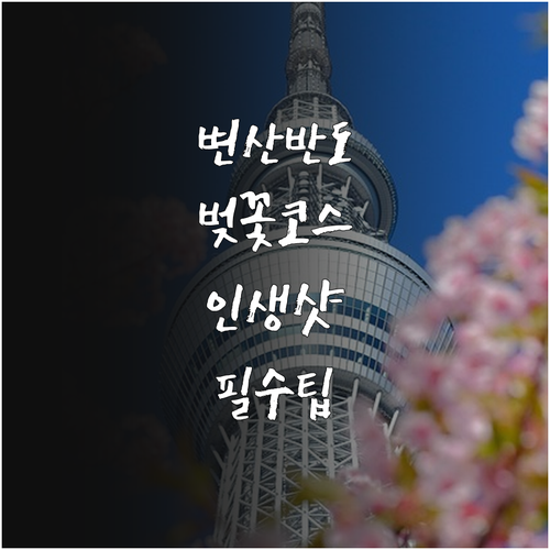 변산반도 국립공원 벚꽃 드라이브 코스..