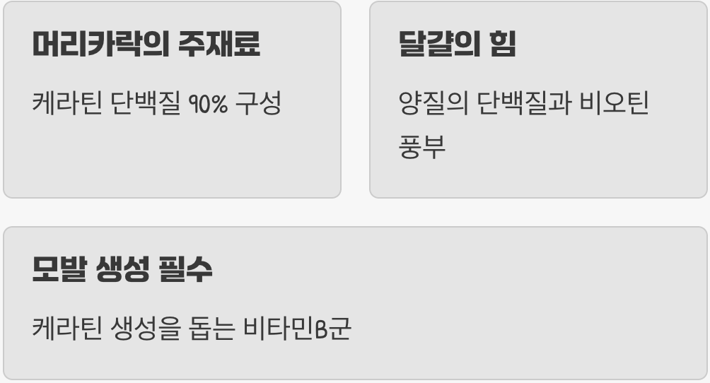 머리카락의 주재료&amp;#44; 단백질부터 채우세요 : 달걀