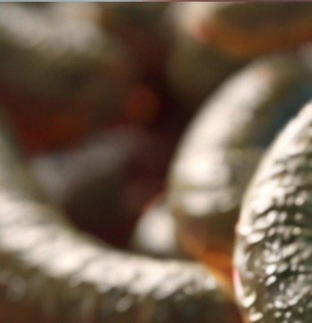 헬리코박터균 치료약 부작용