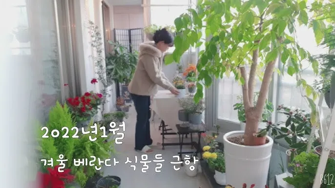 화분 베란다 단열 겨울철보온 커튼사용 찬바람차단 식물보호 요령_1