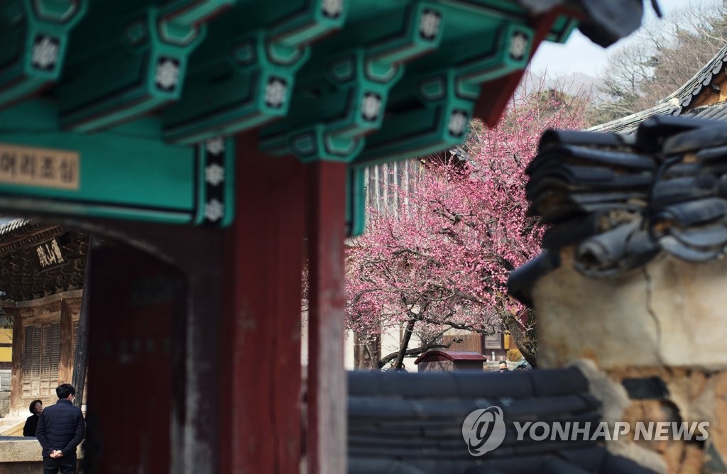 양산 통도사 자장매 : 2월에 가장 먼저 붉게 타오르는 홍매화