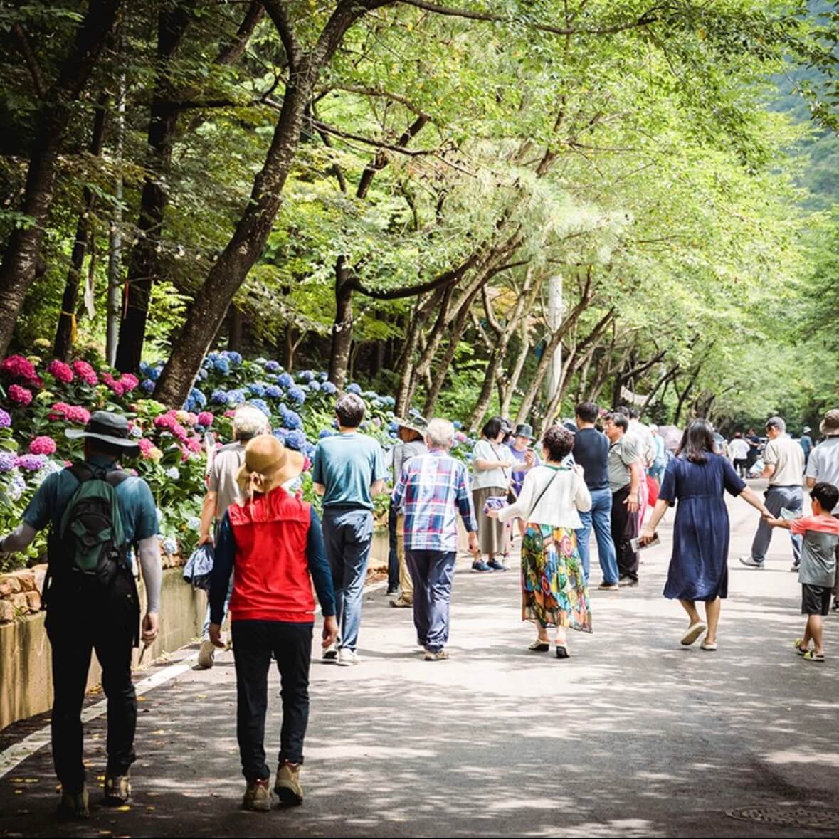 강진수국길축제