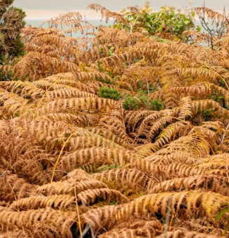 고사리 효능과 부작용 고르는법 칼로리