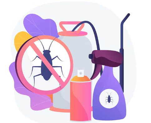 러브-버그-수명-원산지-퇴치법-1