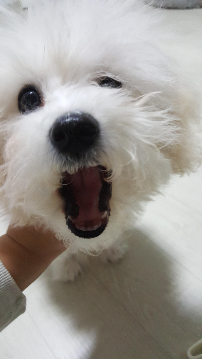 강아지 입냄새 심한 이유, 단순한 구취일까 치아 건강 신호일까?