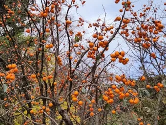 환절기 인사말 모음 예시 멘트_23