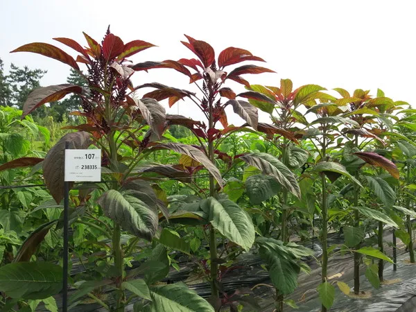 아마란스 재배 직파 요령 잎과 곡립 겸용 수확_2