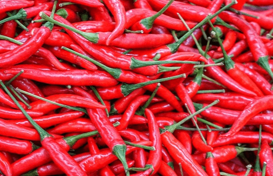 빨갛게 잘 익은 고추 수백개가 한가득 쌓인 모습으로 표면이 매끄럽고 꼭지는 초록색이다.