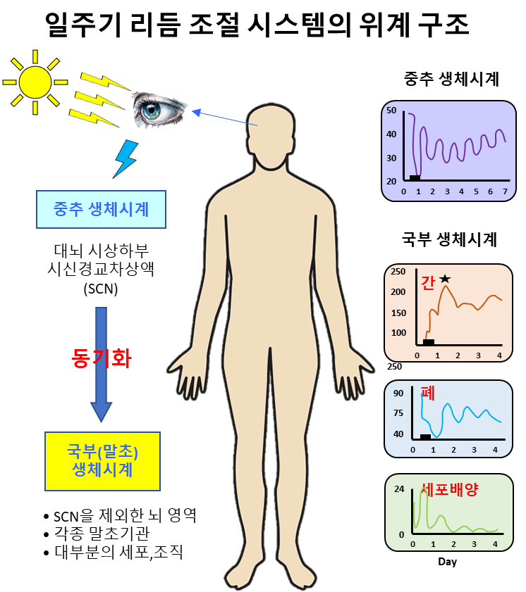 일주기 리듬 조절 시스템의 위계 구조