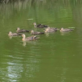 청둥오리-일곱마리가-강물을-여유롭게-떠다니는-모습
