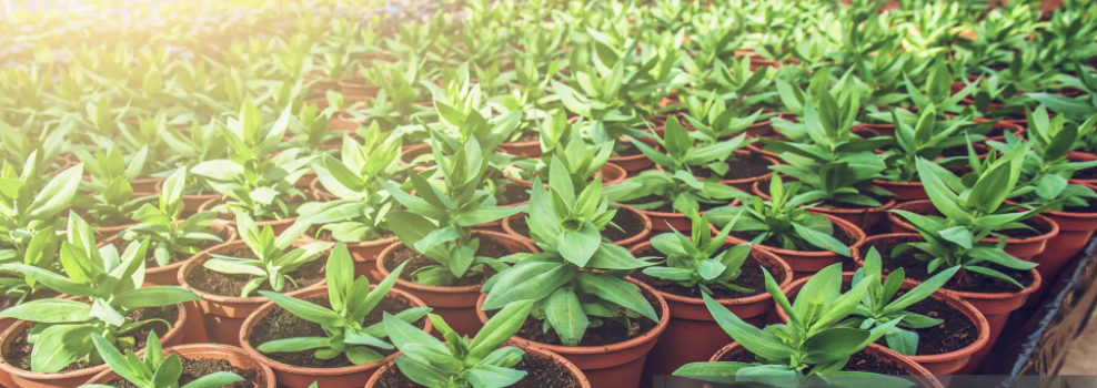 식물학 온실원예