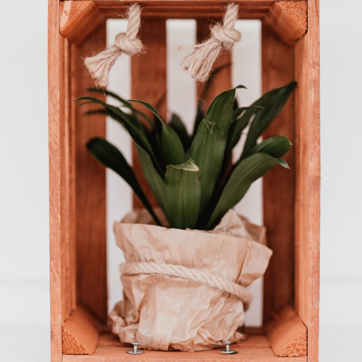 공기 청정 식물 best10