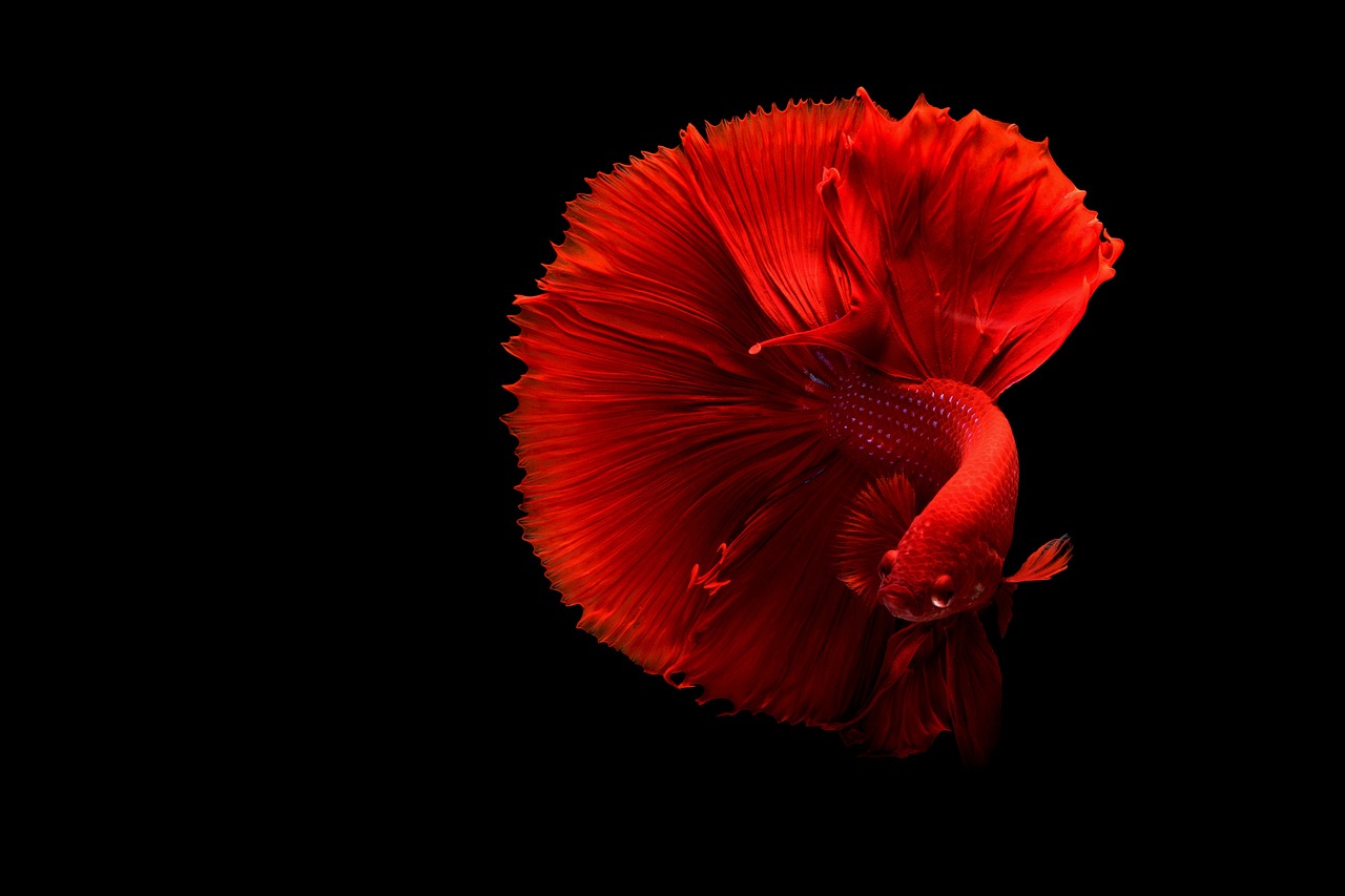 © StockSnap, Pixabay