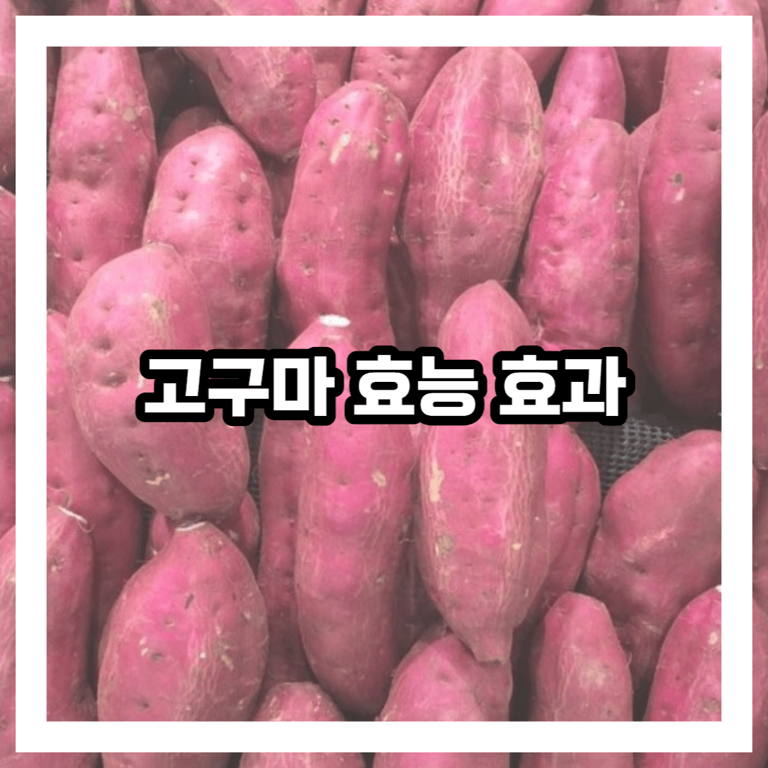 고구마 사진
