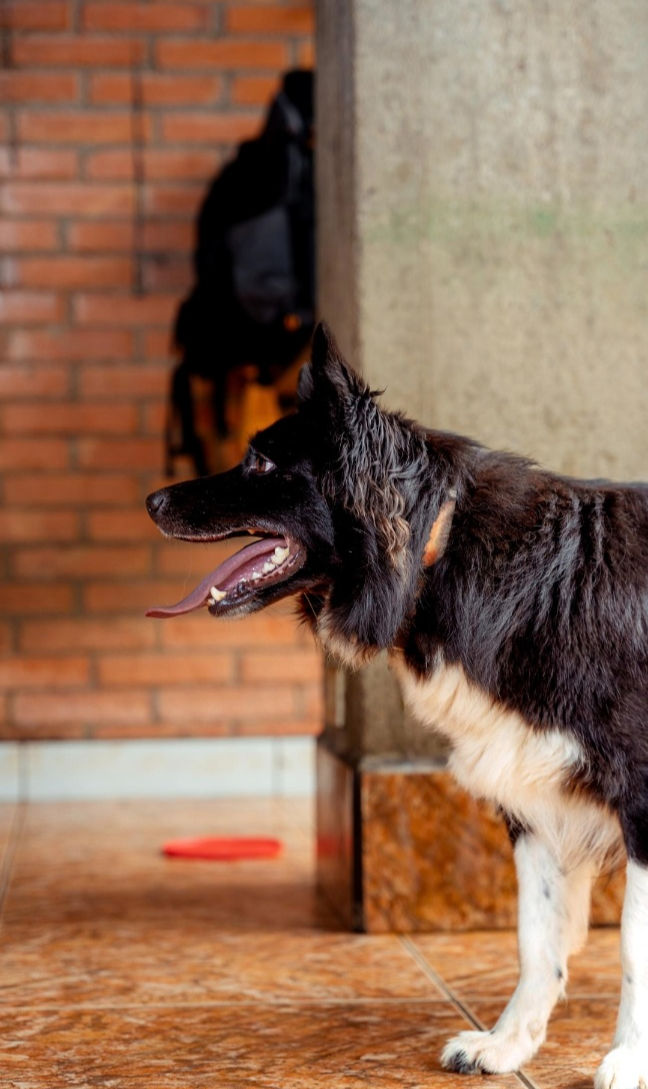 강아지 기관허탈 초기증상 체크리스트