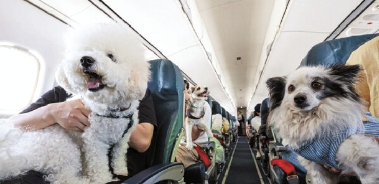 반려견과 여름휴가? 2025년 꼭 가야 할 동반 여행지 5곳!