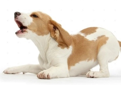 개짖는 소리 자주 묻는 질문 