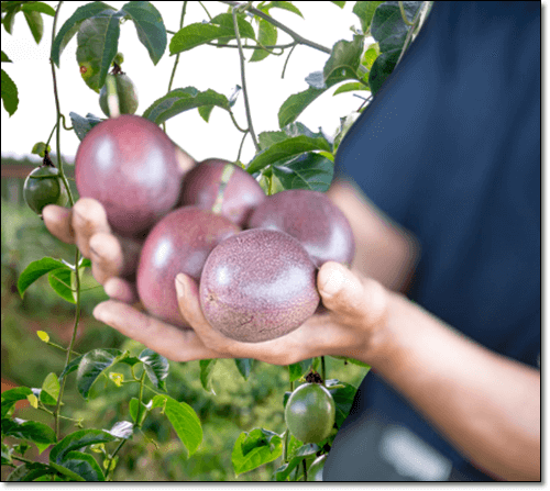 백향과 들고 있는 남자