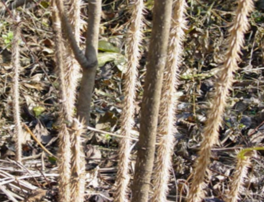 오가피열매효능,가시오가피주,가시오가피효능,가시오가피