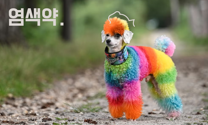강아지-염색