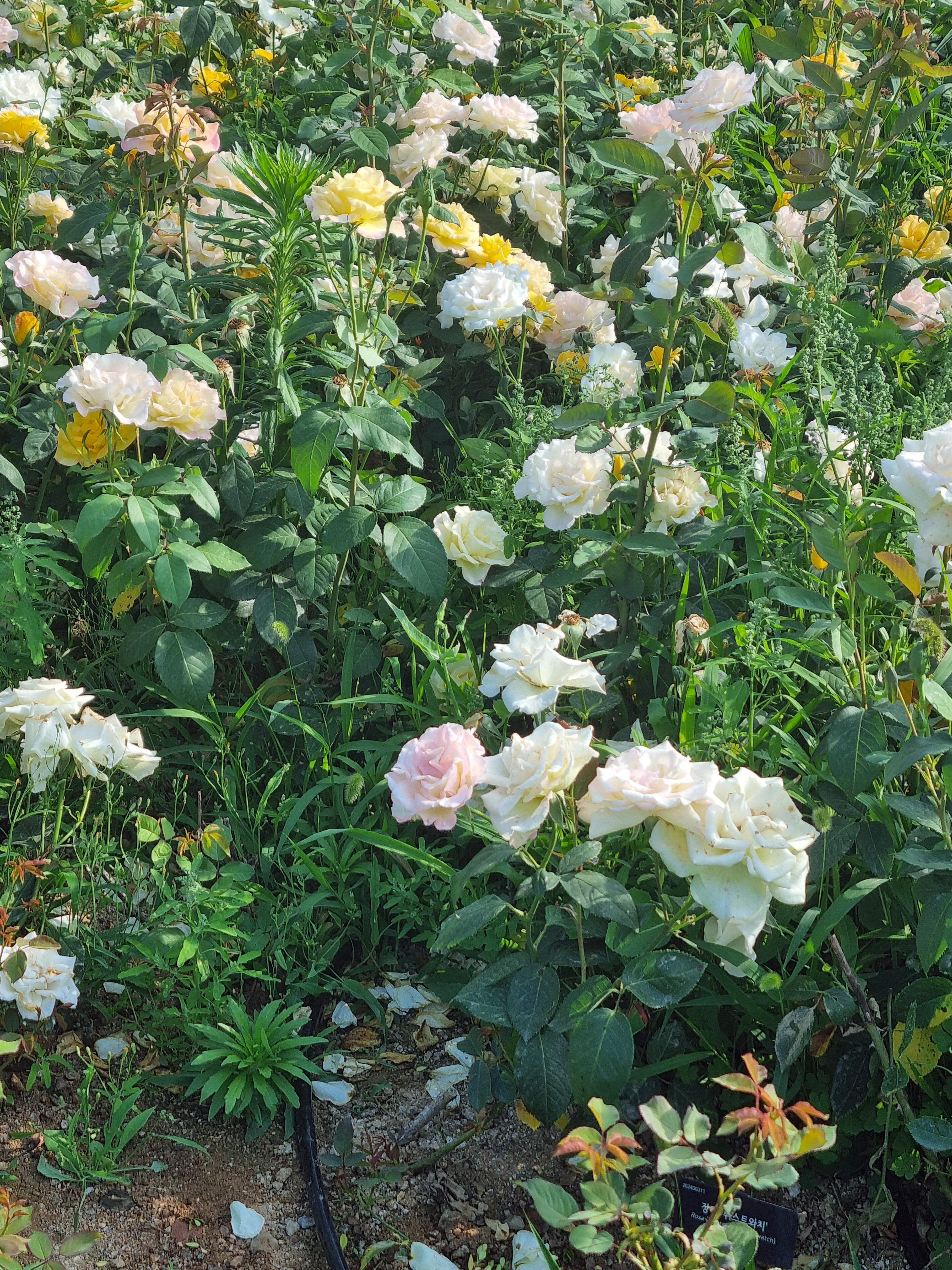 흰색/노란색 장미밭