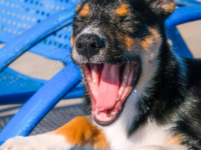 하품하는 강아지