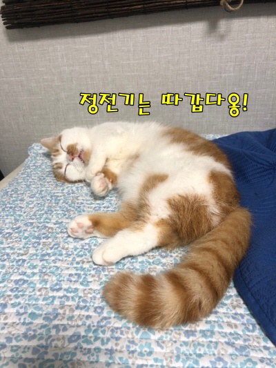 고양이