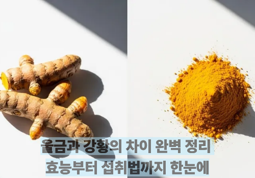 울금과 강황의 차이 완벽 정리 ❘ 효능부터 섭취법까지 한눈에