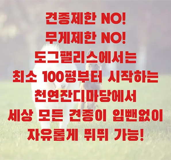 도그팰리스