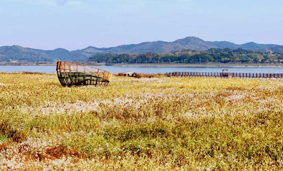 서천 신성리 갈대밭