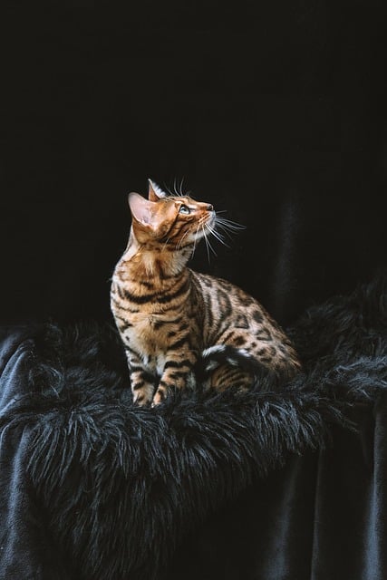 고양이 수명