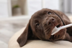 강아지사진/출처:어도비스톡