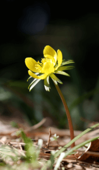 천리포수목원 가든하우스