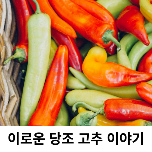 당뇨 식품 당조고추와 당조고추 효능