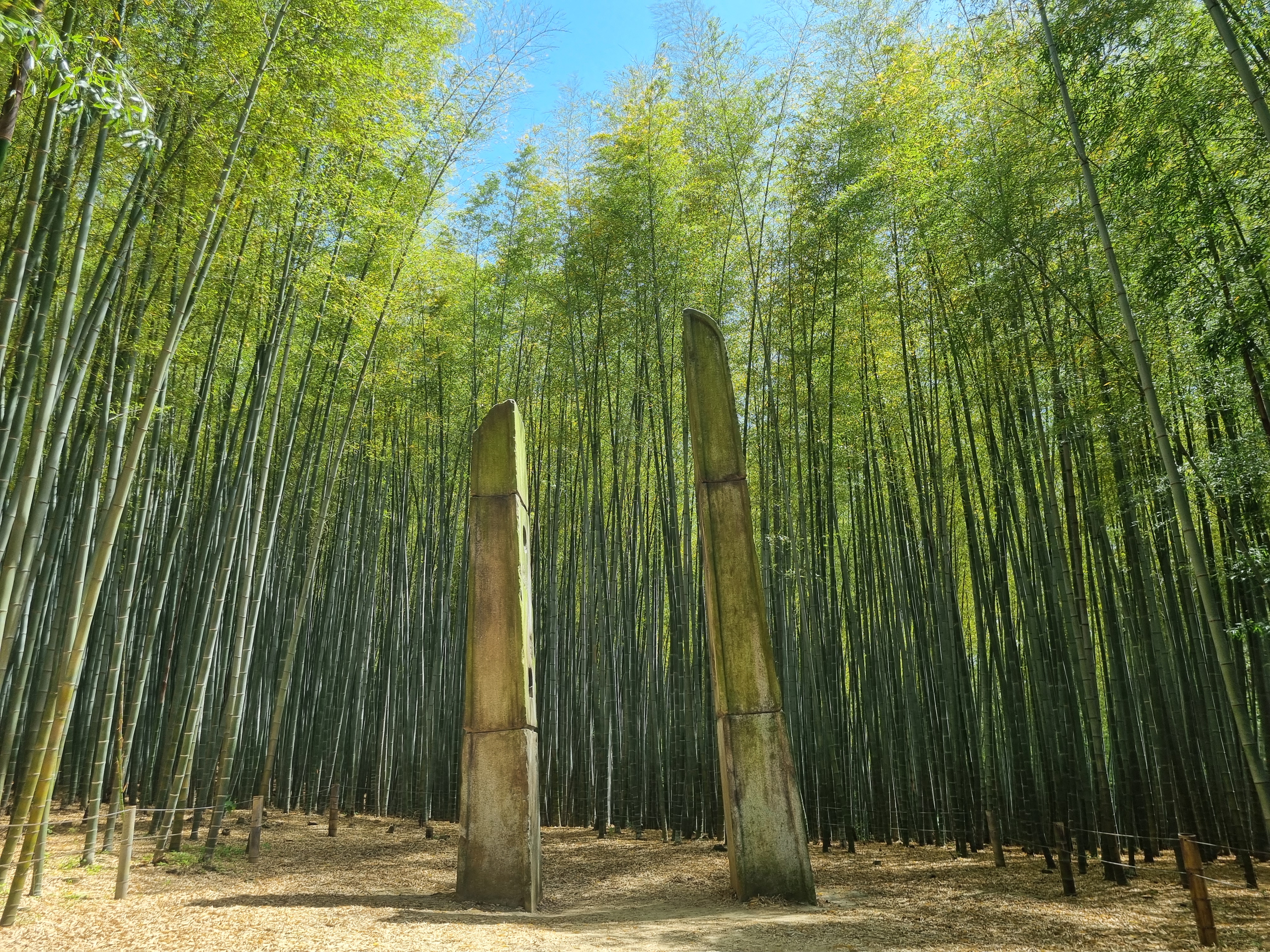 아홉산 숲
