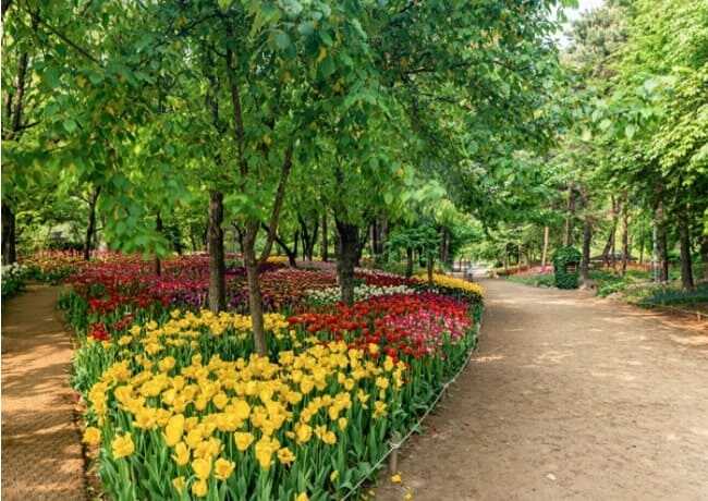 서울숲 형형색색의 꽃들