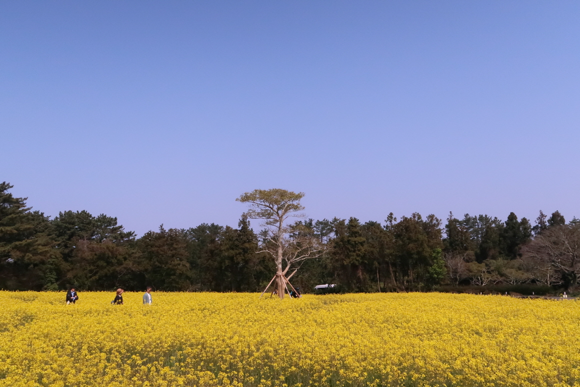 제주-항파두리-항몽-유적지