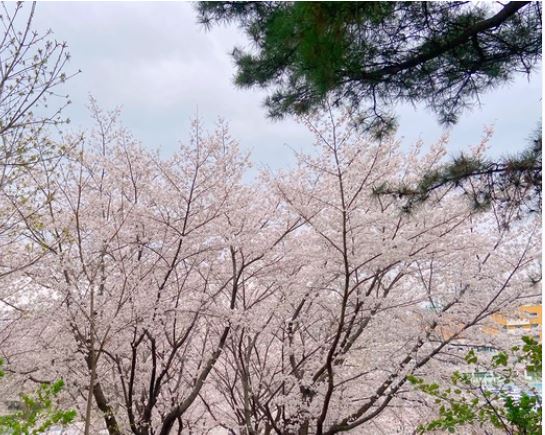 성북 벚꽃 